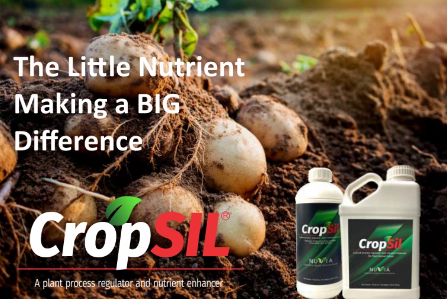 CropSIL® enhances soil fertility and potato yield in field study
