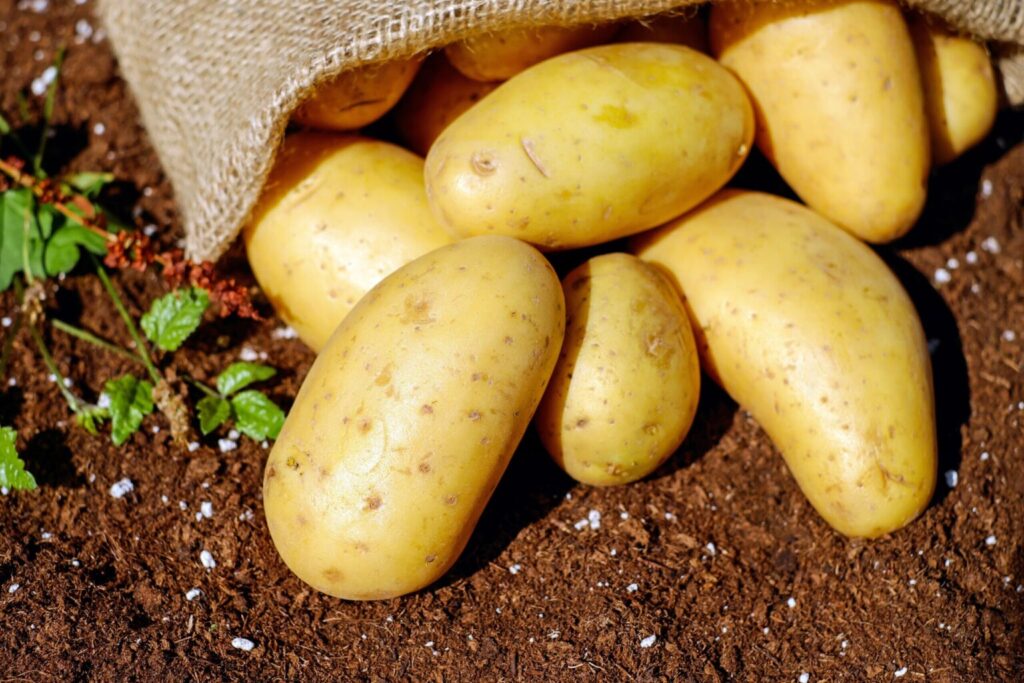 CropSIL® field trial on potatoes showing improved growth and nutrient uptake