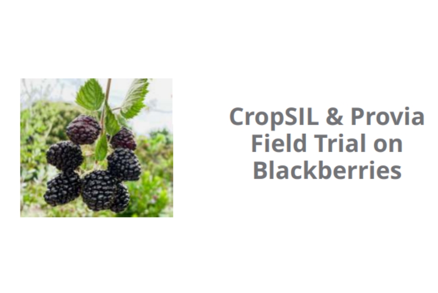 CropSIL & Provia Field Trial on Blackberries. Compared to the untreated area, the treated crop experienced a two-week longer harvest (four extra pickings), produced greener plants with less grey mold and reduced heat stress effects, and yielded firmer, higher-quality fruit that lasted five to seven days longer post-harvest.