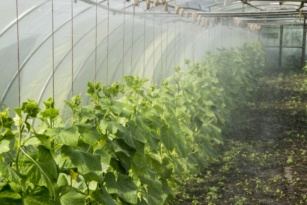 Field testing for Nuviatec CropSil, Genus MC8,Provia AP21 and Edagum SM bio fertilizers